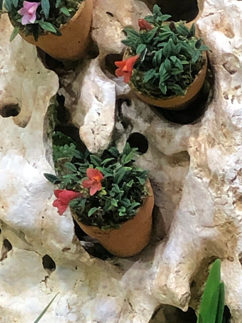 Dendrobium cuthbertsonii habit