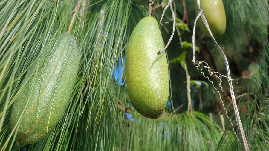 Passiflora tripartita fruit