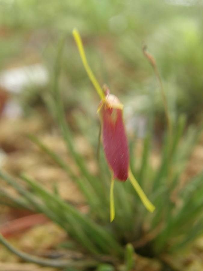 Trisetella triglochin flower