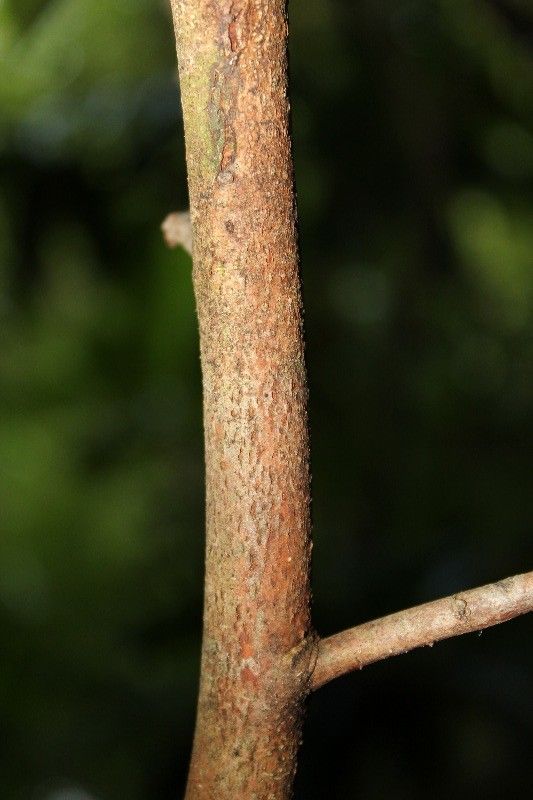 Xylopia richardii bark