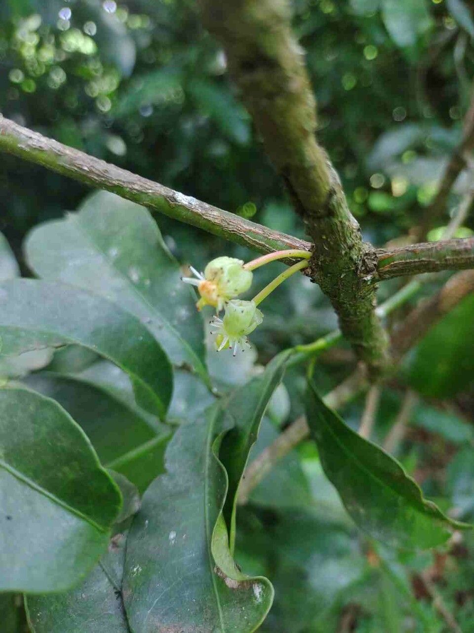 Garcinia gardneriana flower
