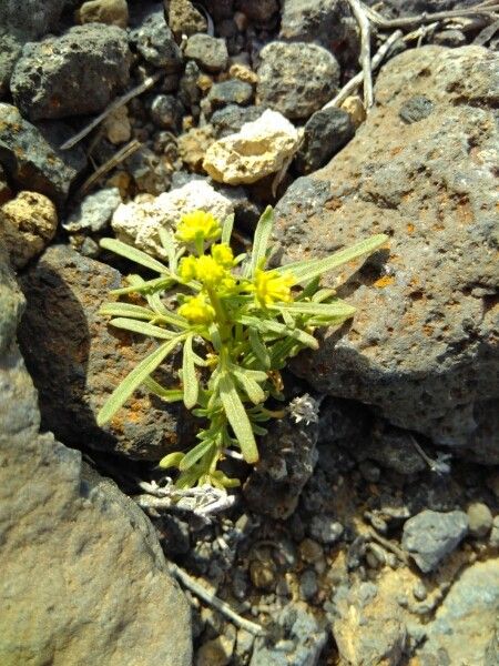 Reseda crystallina habit