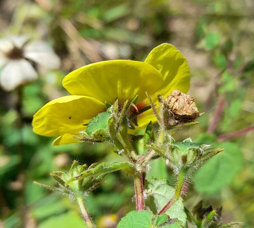 Pavonia argentina other