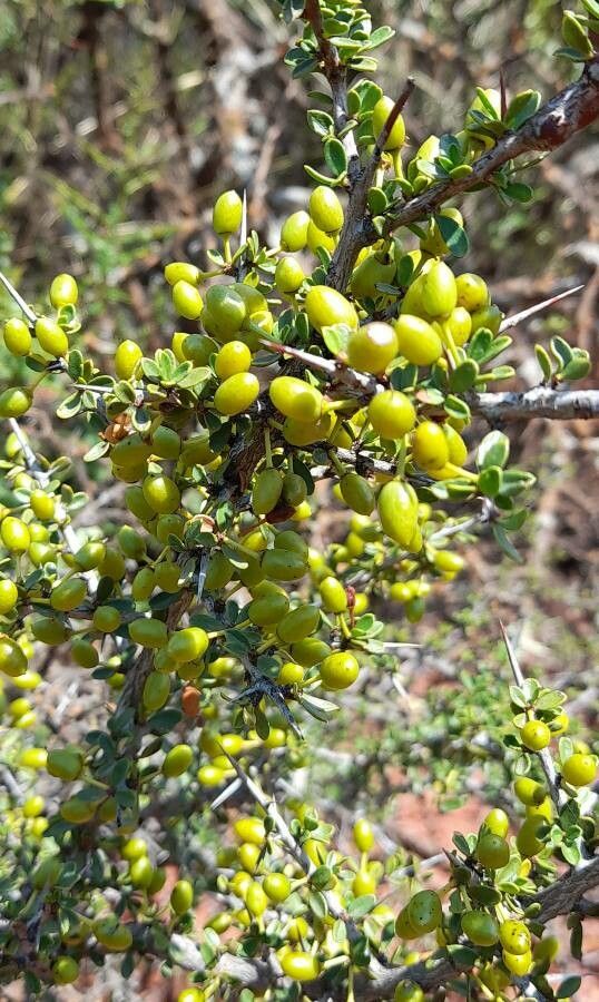 Condalia microphylla fruit
