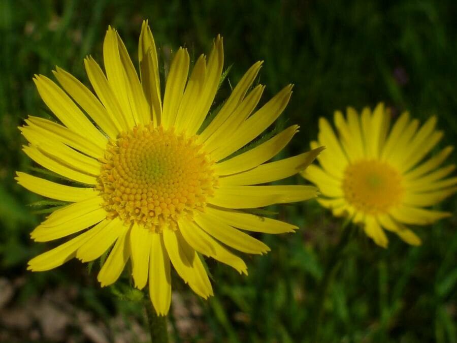 Doronicum hungaricum flower