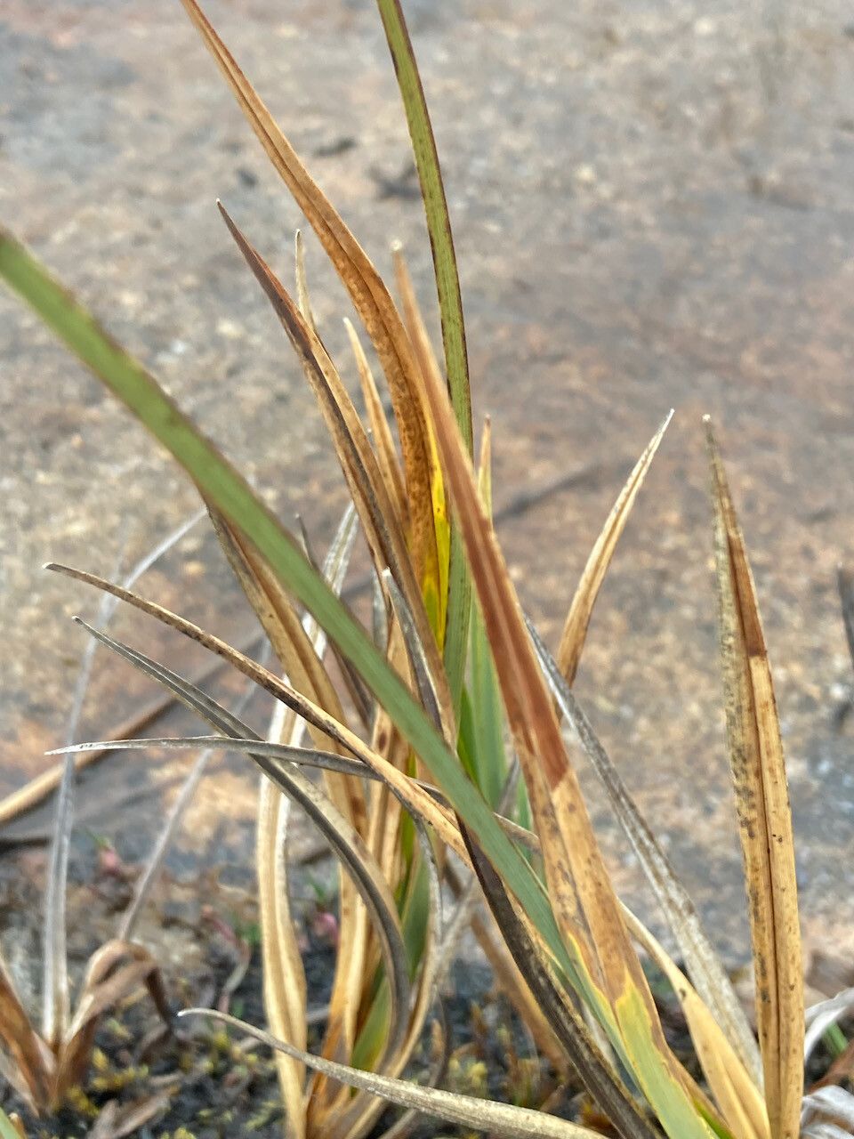 Carex pichinchensis — houseplant care guide