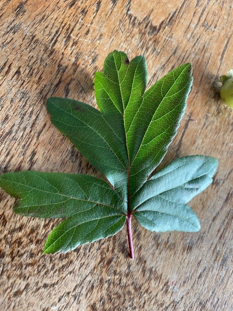 Malus trilobata leaf