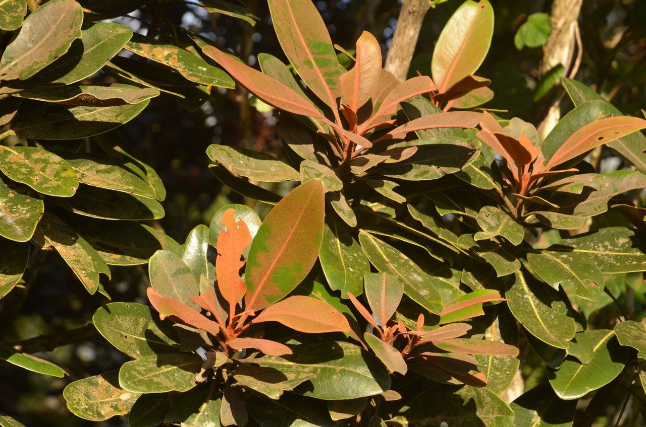 Sideroxylon puberulum leaf