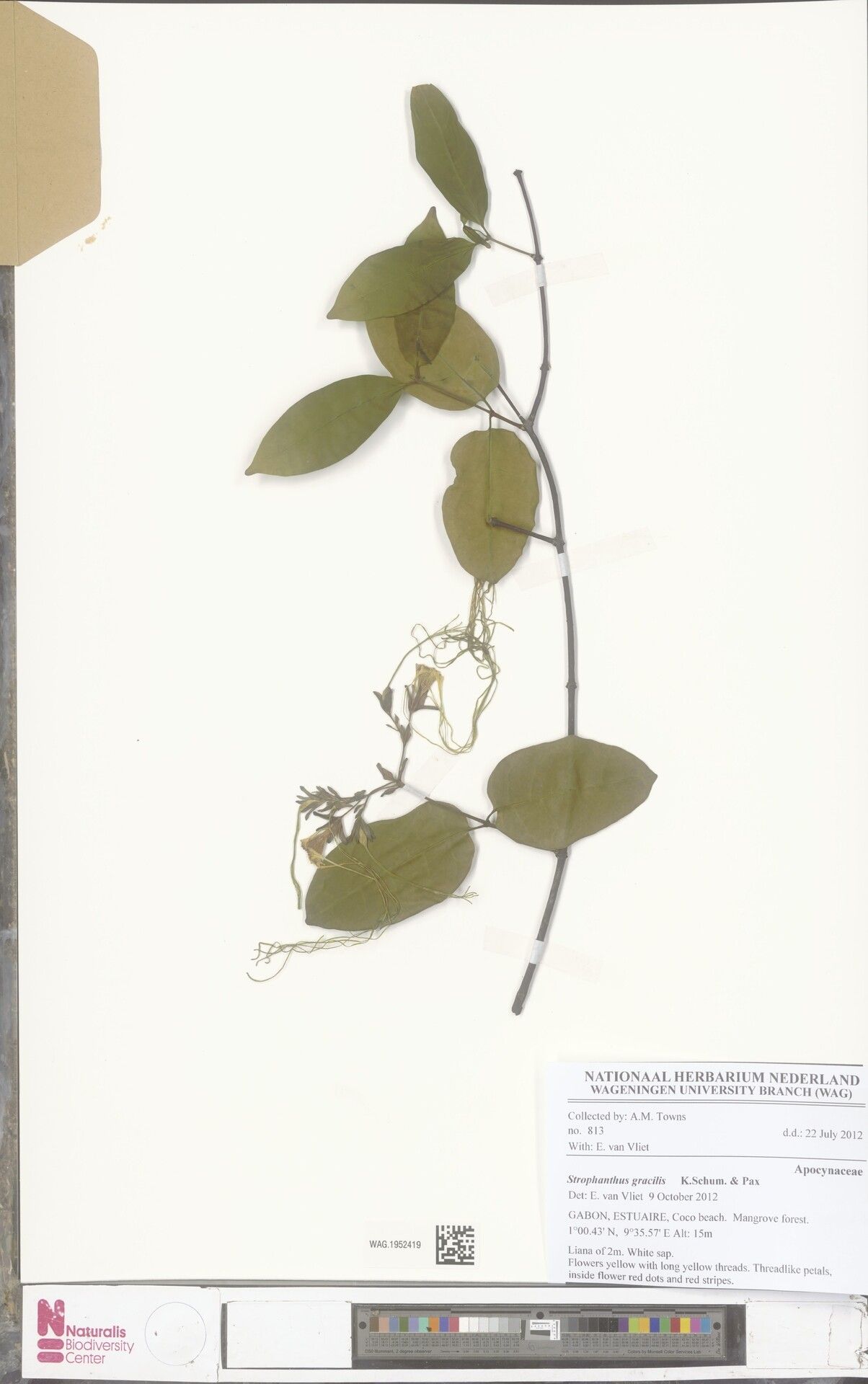 Strophanthus gracilis — houseplant care guide