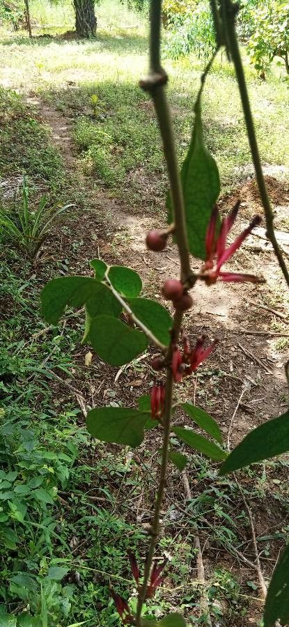 Tapinanthus belvisii fruit