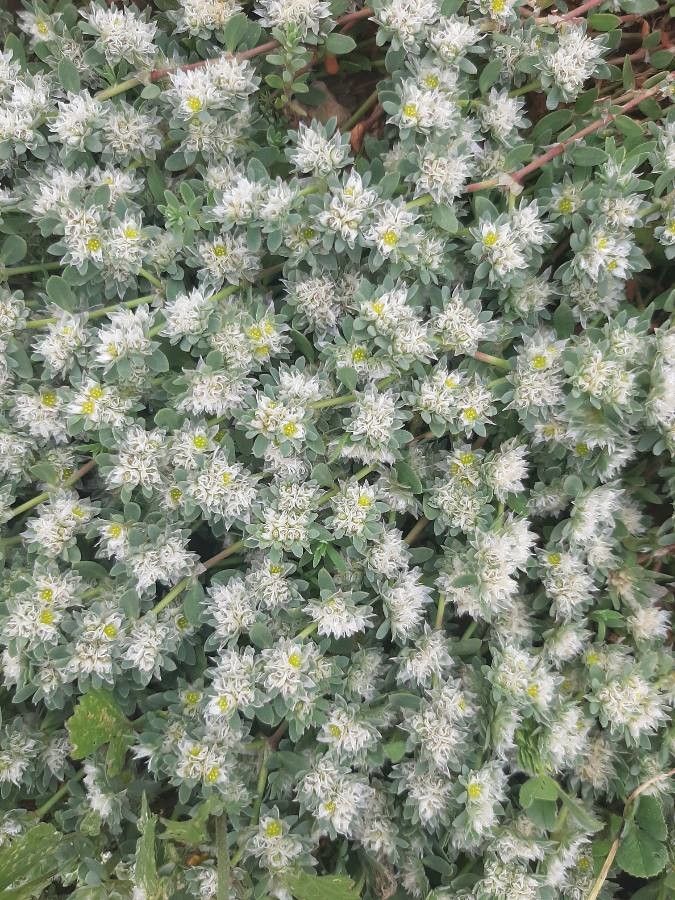 Paronychia argentea fruit