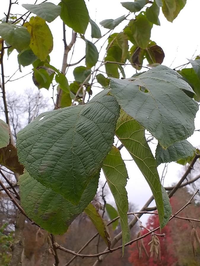 Corylus yunnanensis — search result for 'Corylus'