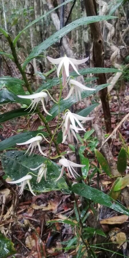 Dendrobium fractiflexum — houseplant care guide