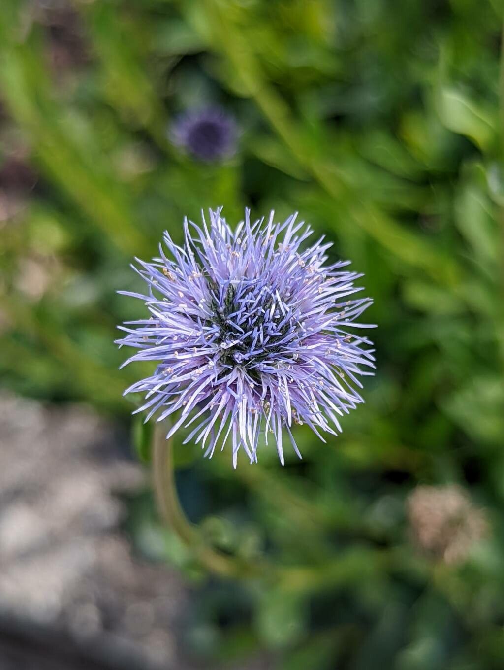 Globularia trichosantha flower