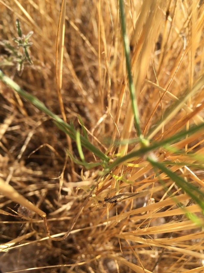 Delphinium pubescens leaf