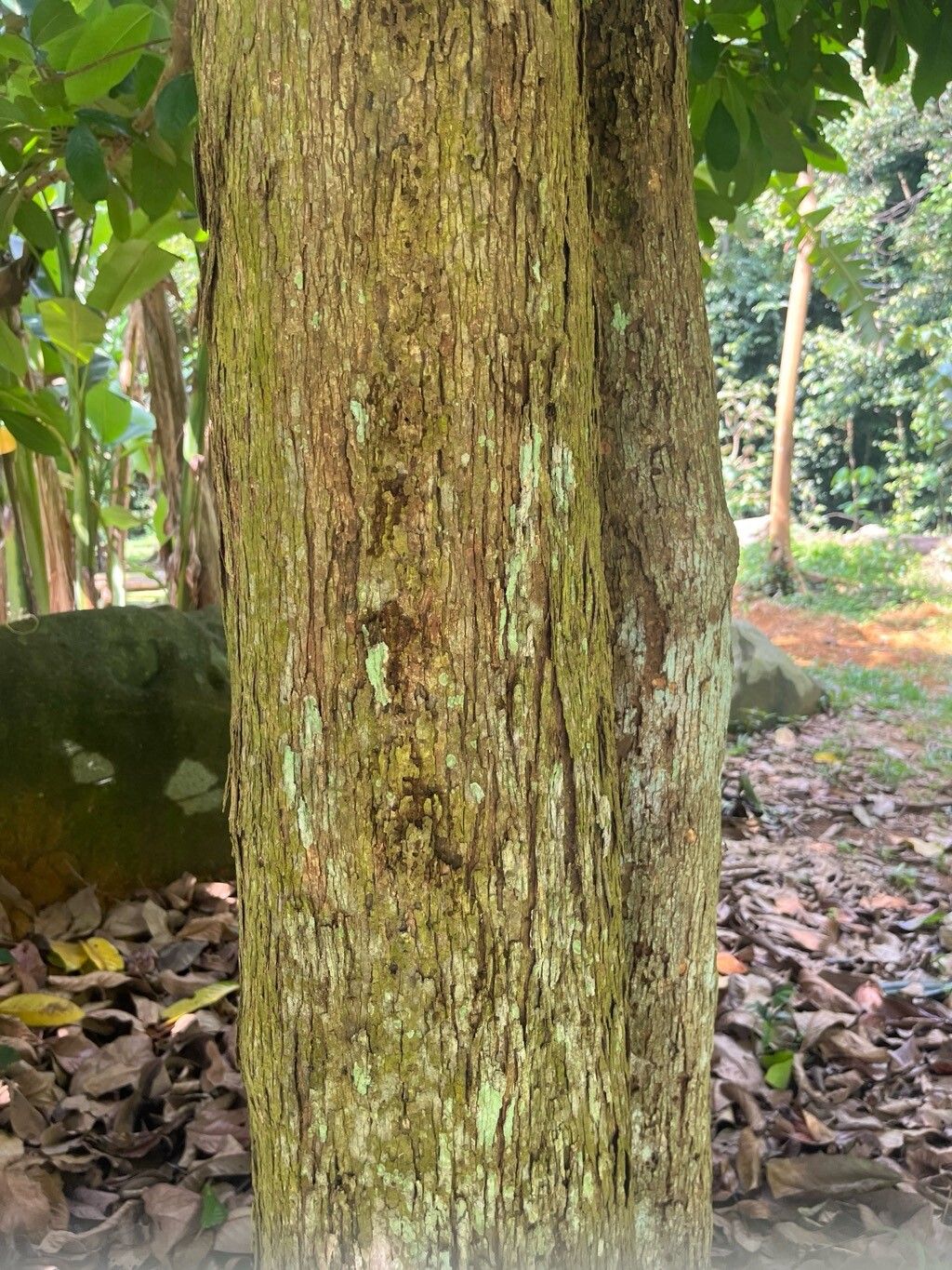 Bhesa paniculata bark