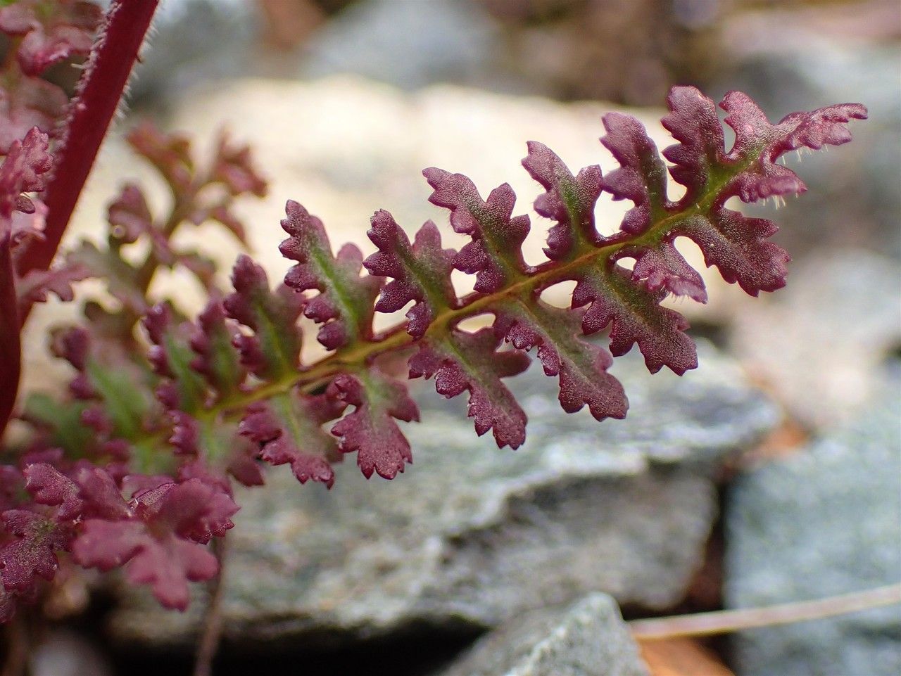 Pedicularis kerneri — search result for 'Pedicularis'