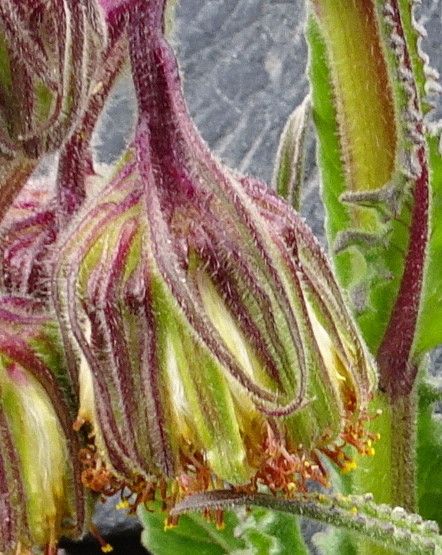 Senecio rhizomatus flower