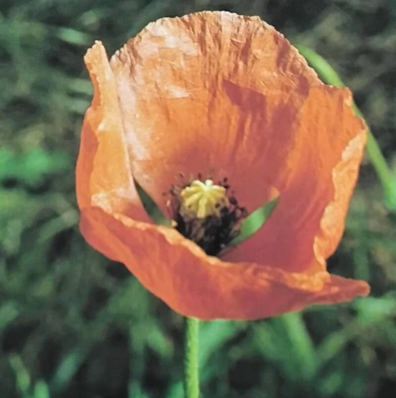 Papaver lecoqii — search result for 'Papaver'