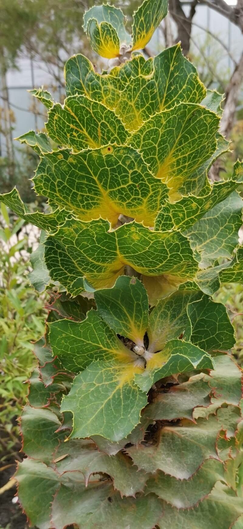 Hakea victoria — search result for 'Hakea'