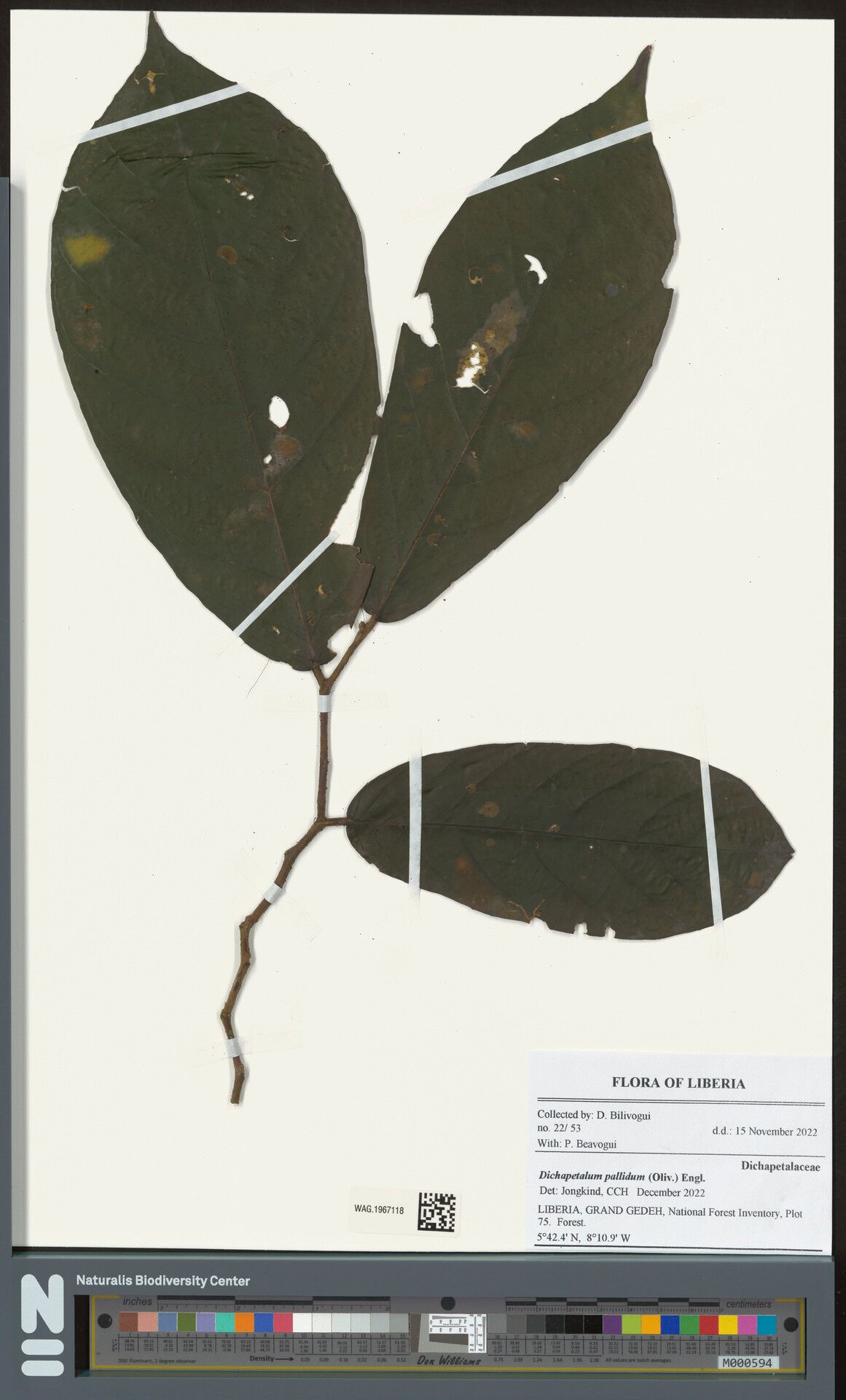 Dichapetalum pallidum other