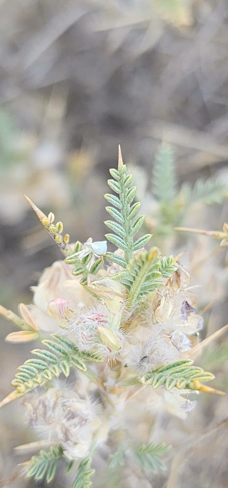 Astragalus piptocephalus leaf