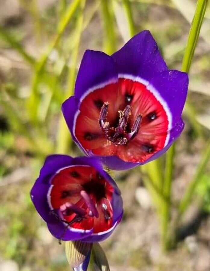 Geissorhiza radians flower