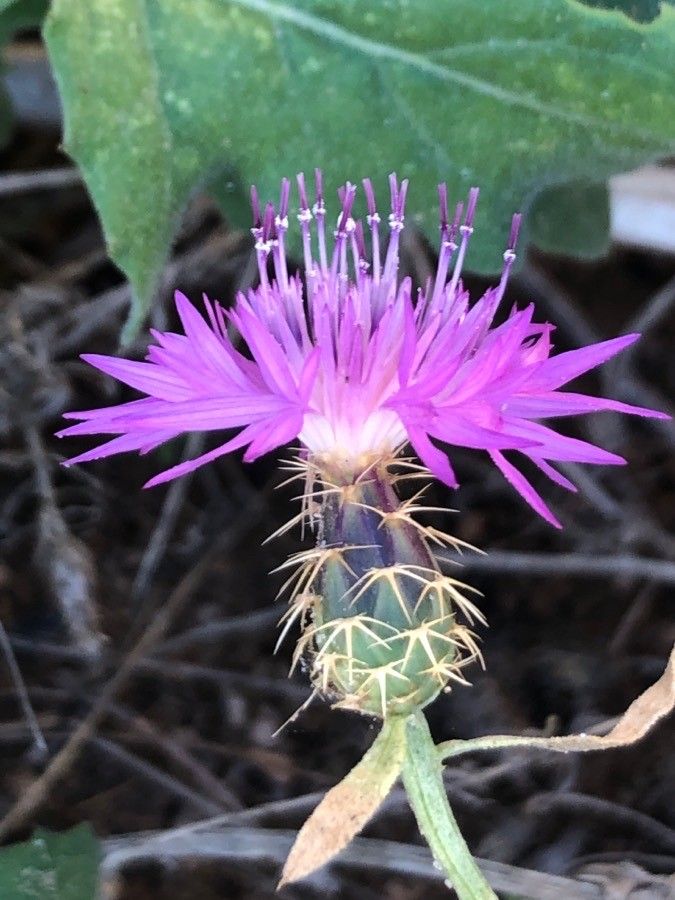 Centaurea sphaerocephala flower