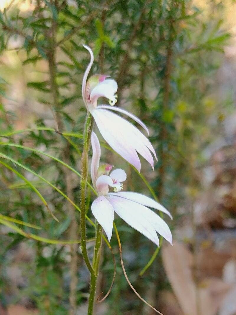 Caladenia carnea flower