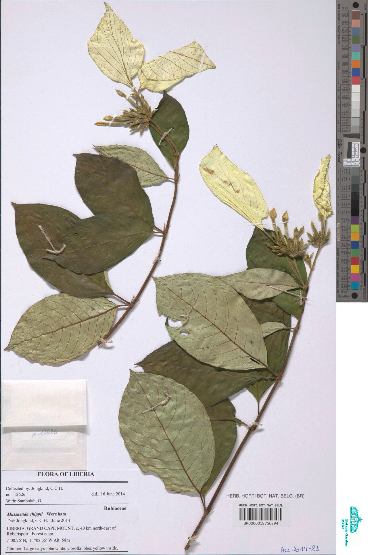 Mussaenda chippii — related species from the same genus