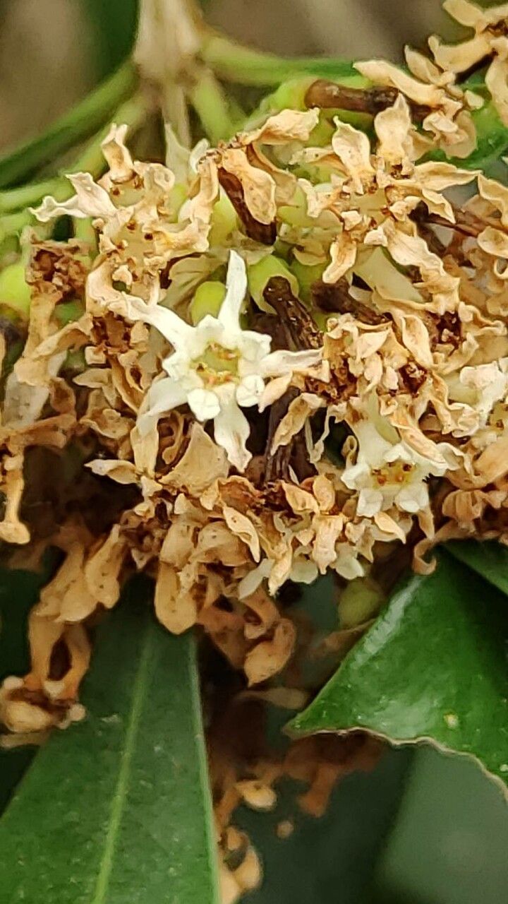 Olinia ventosa flower