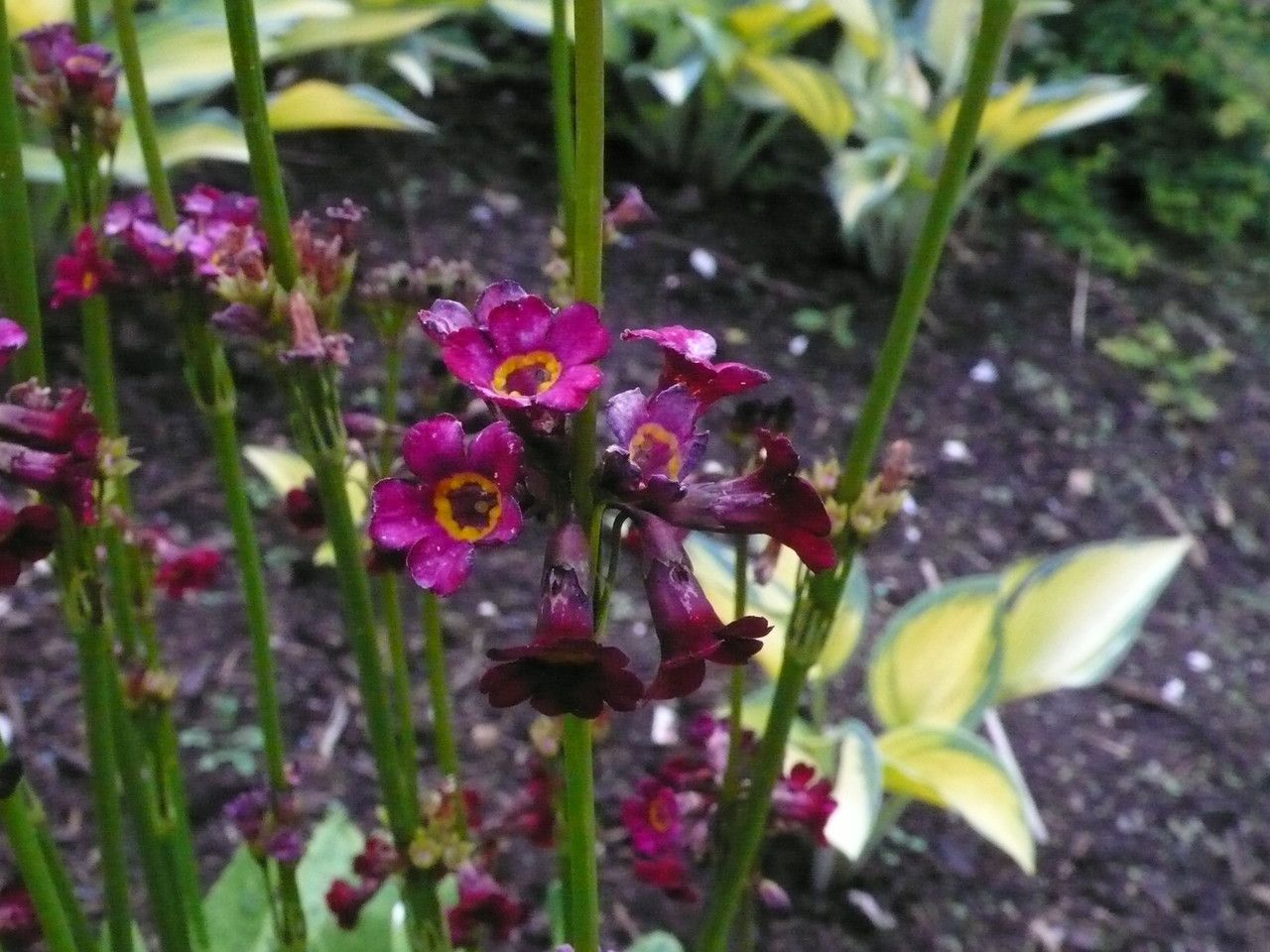 Primula wilsonii flower