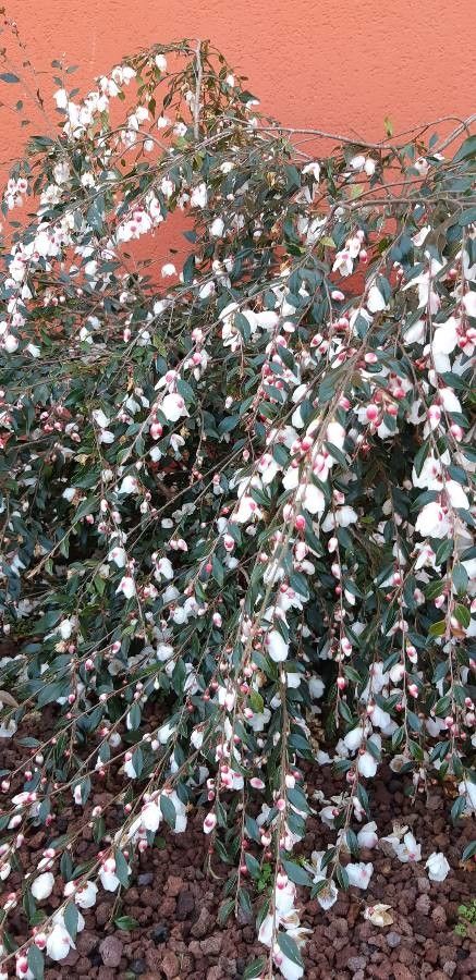 Camellia caudata other