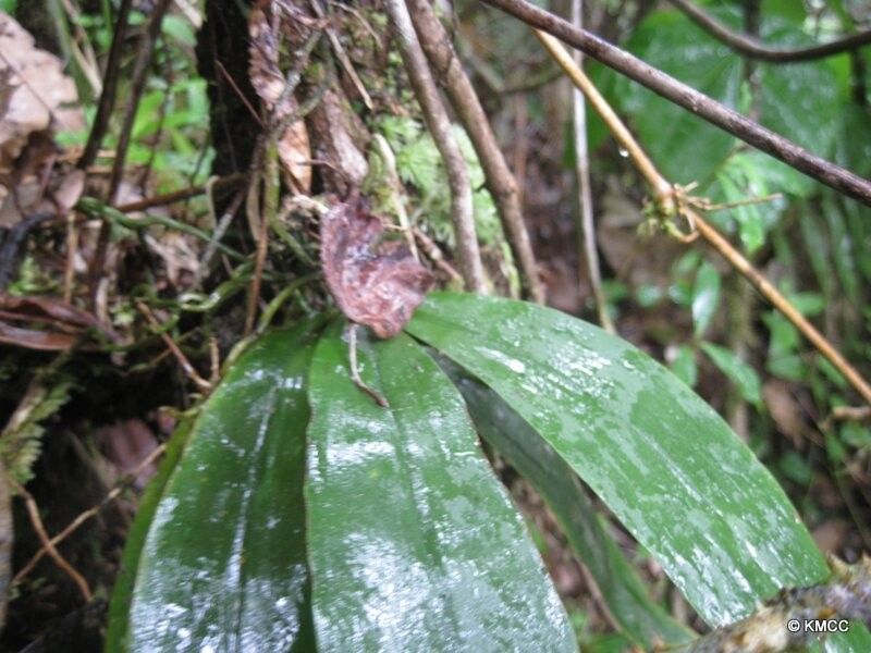 Aerangis macrocentra — search result for 'Aerangis'