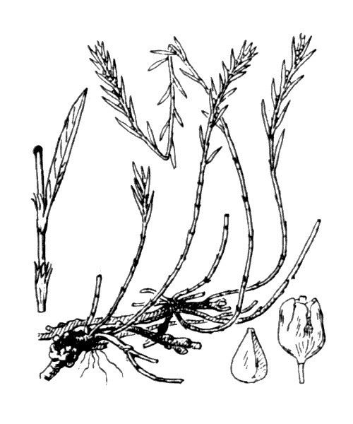 Polygonum romanum other