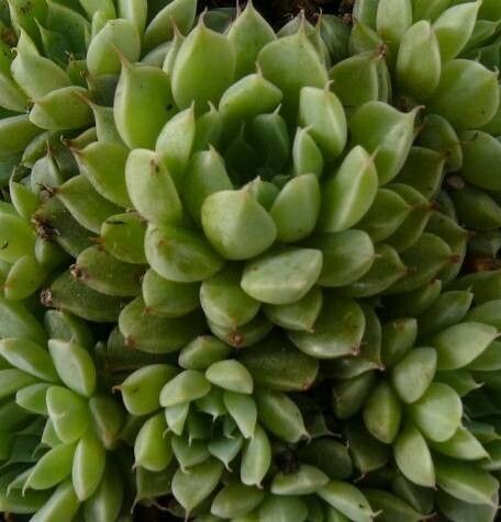 Echeveria kimnachii — houseplant care guide