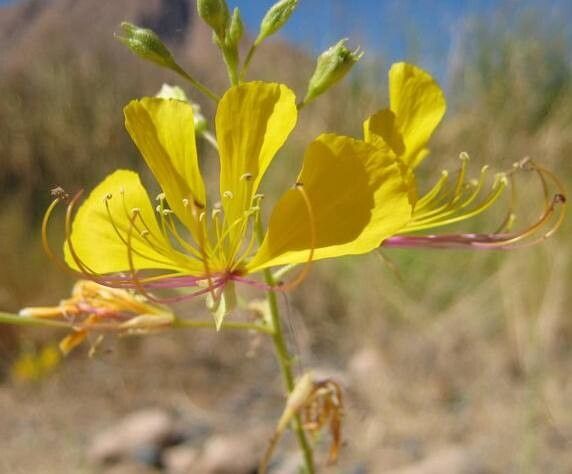 Cleome foliosa flower