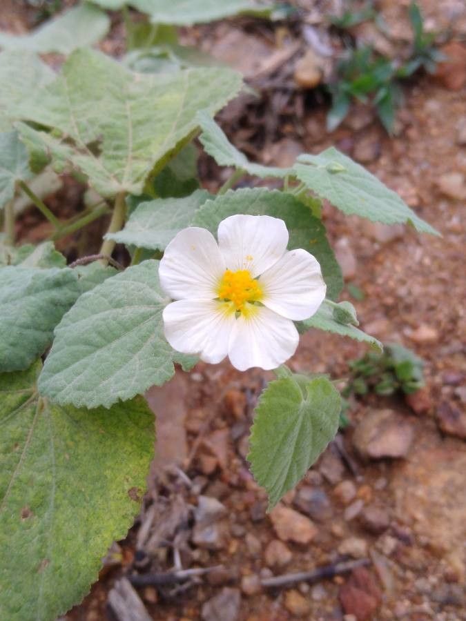 Herissantia tiubae — related species from the same genus