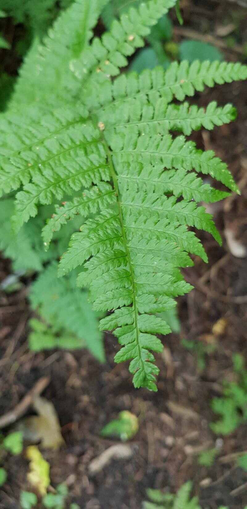 Dryopteris × boottii — search result for 'Dryopteris'