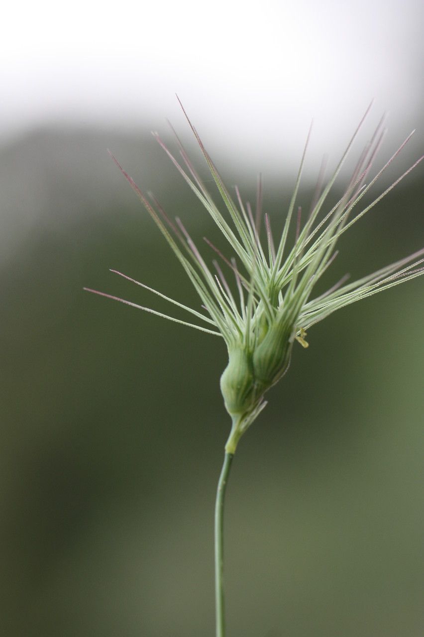 Aegilops ovata — search result for 'Aegilops'