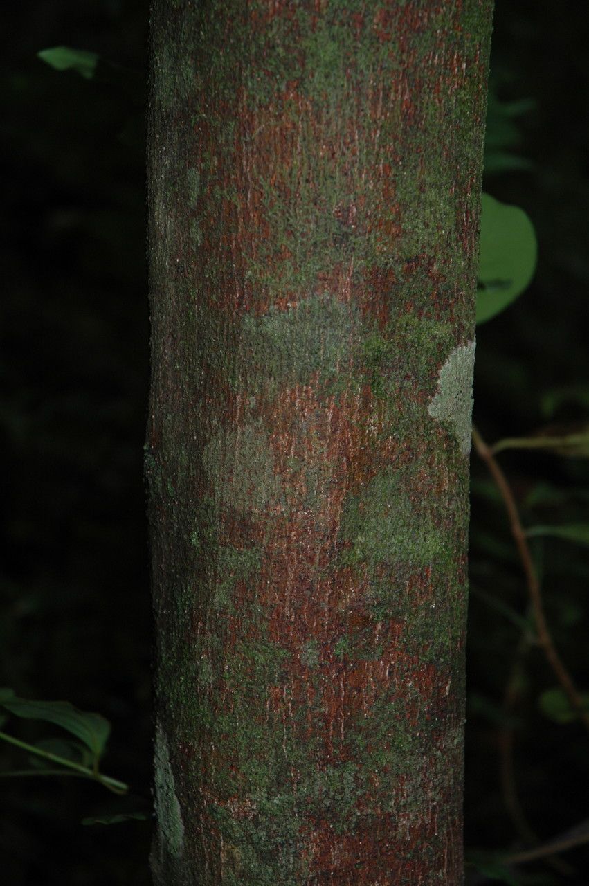 Cinnamomum burmanni bark