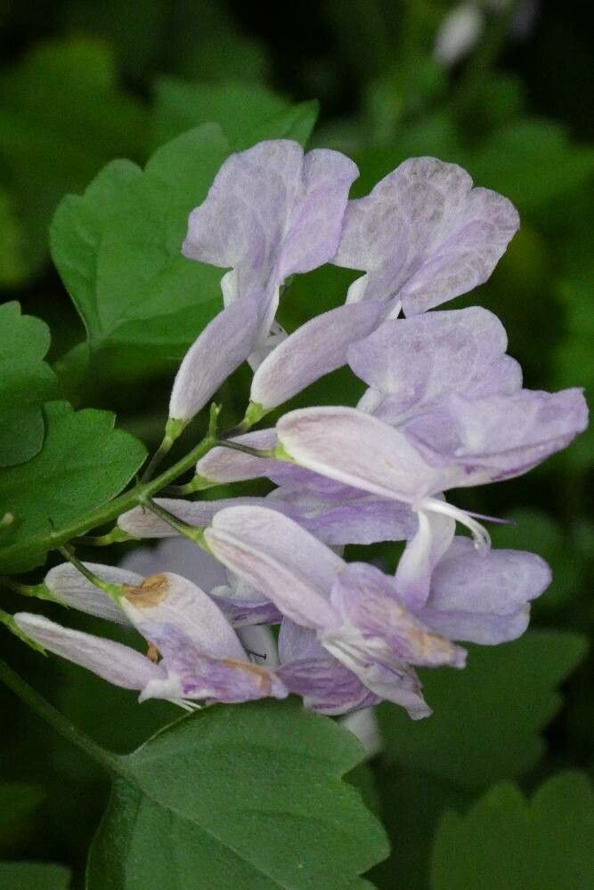 Plectranthus saccatus flower