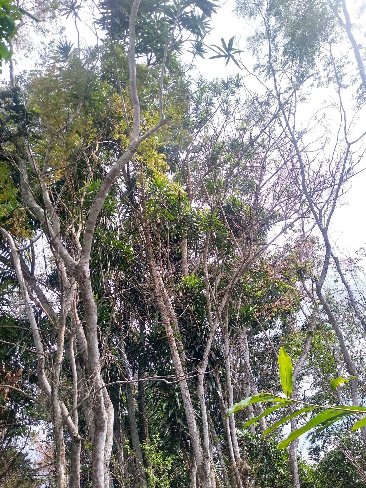 Dracaena nitens habit