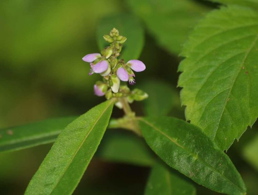 Polygala sphenoptera flower