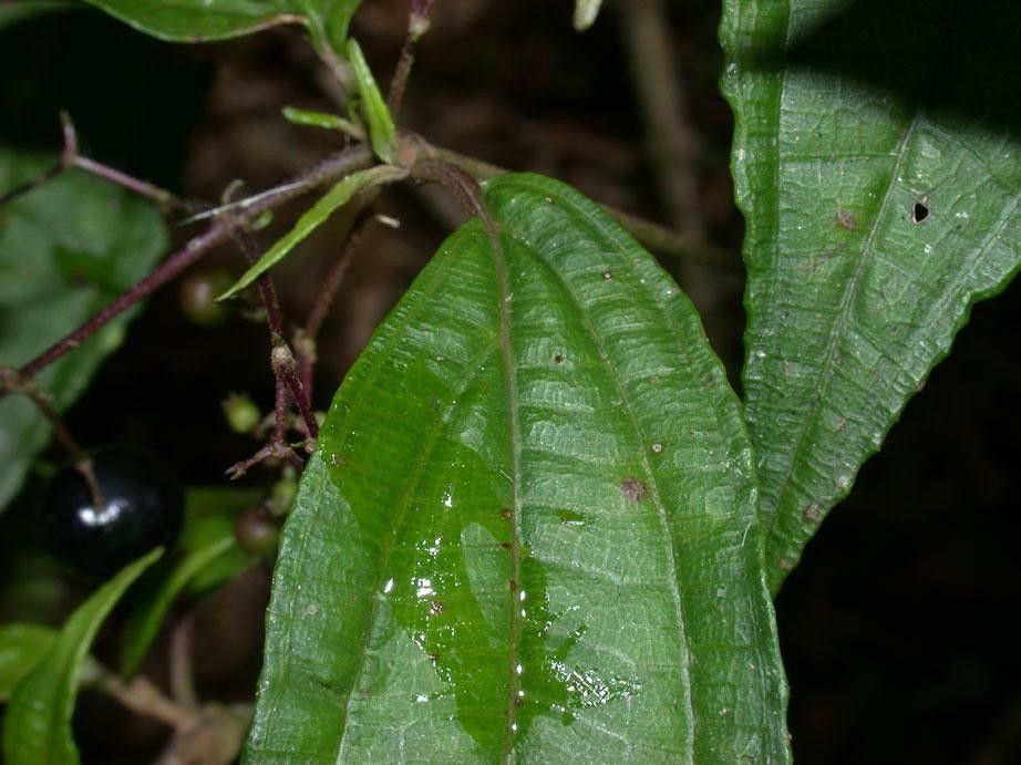 Miconia grayumii leaf