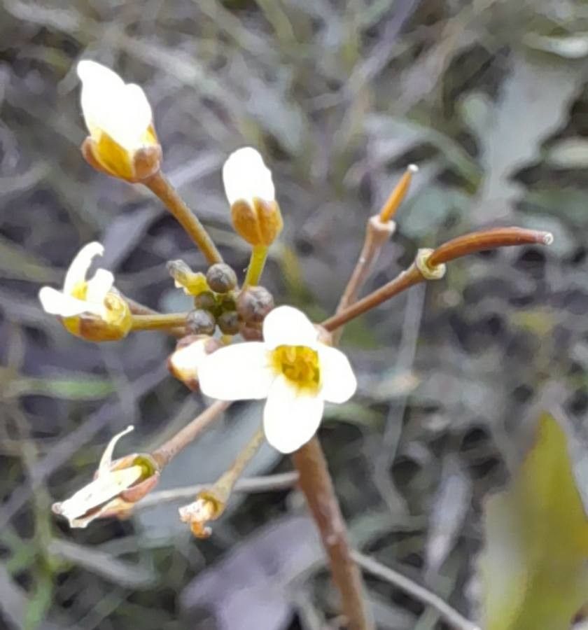 Cardamine chenopodiifolia — search result for 'Cardamine'