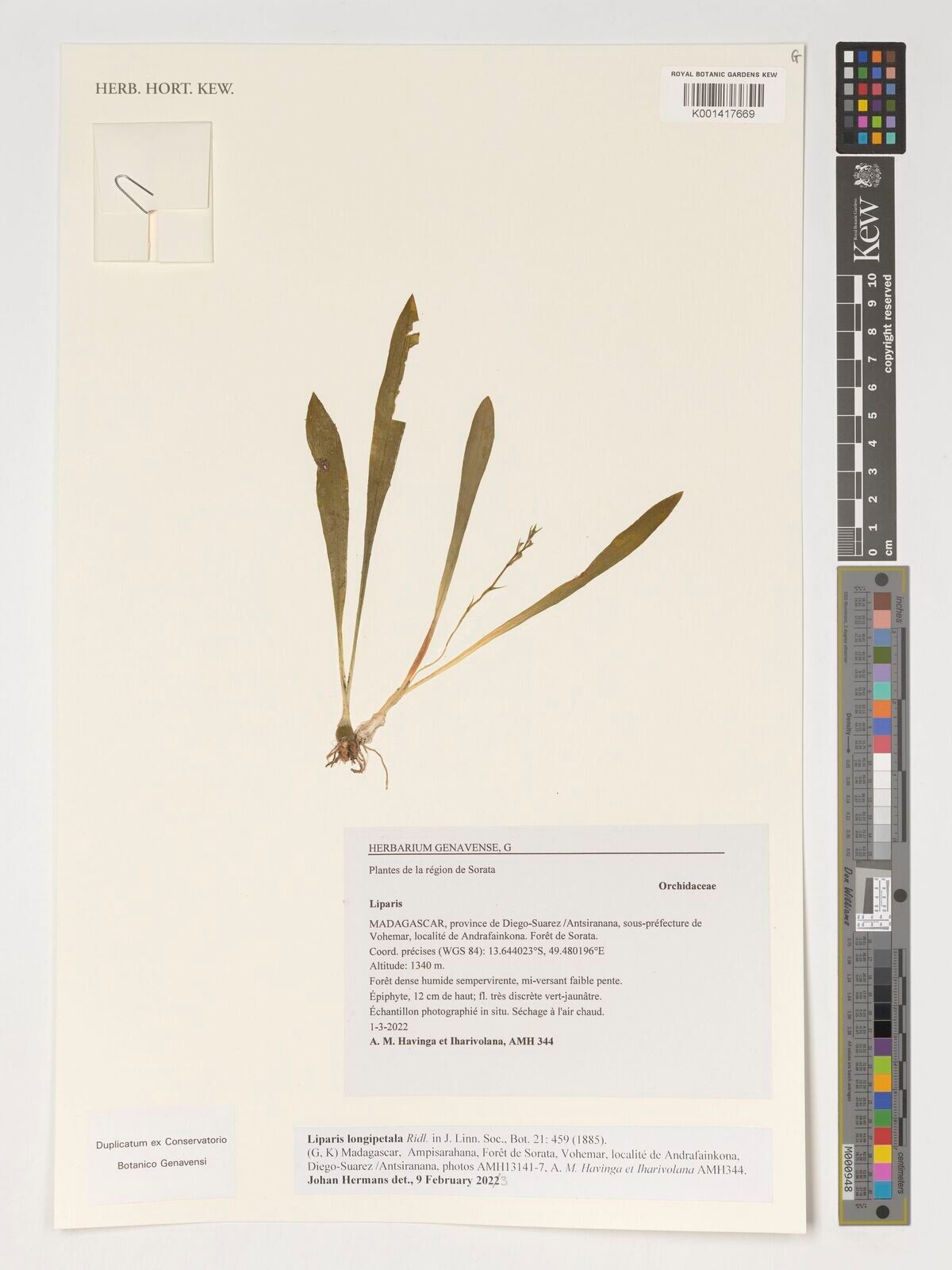 Liparis longipetala — houseplant care guide