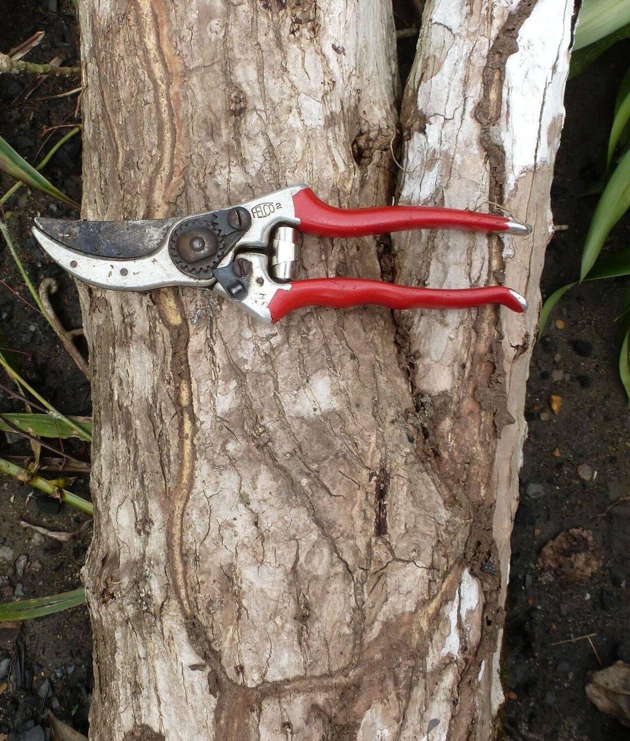 Dracaena perrottetii bark