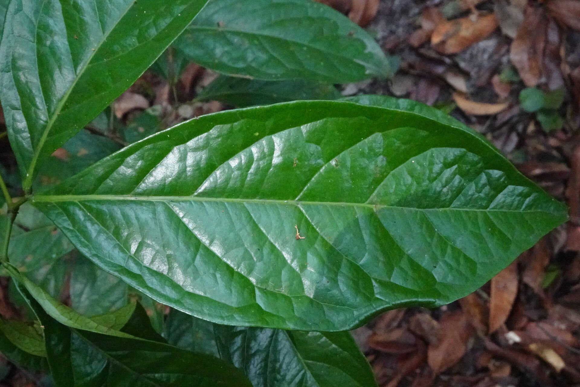 Newtonia duparquetiana — houseplant care guide