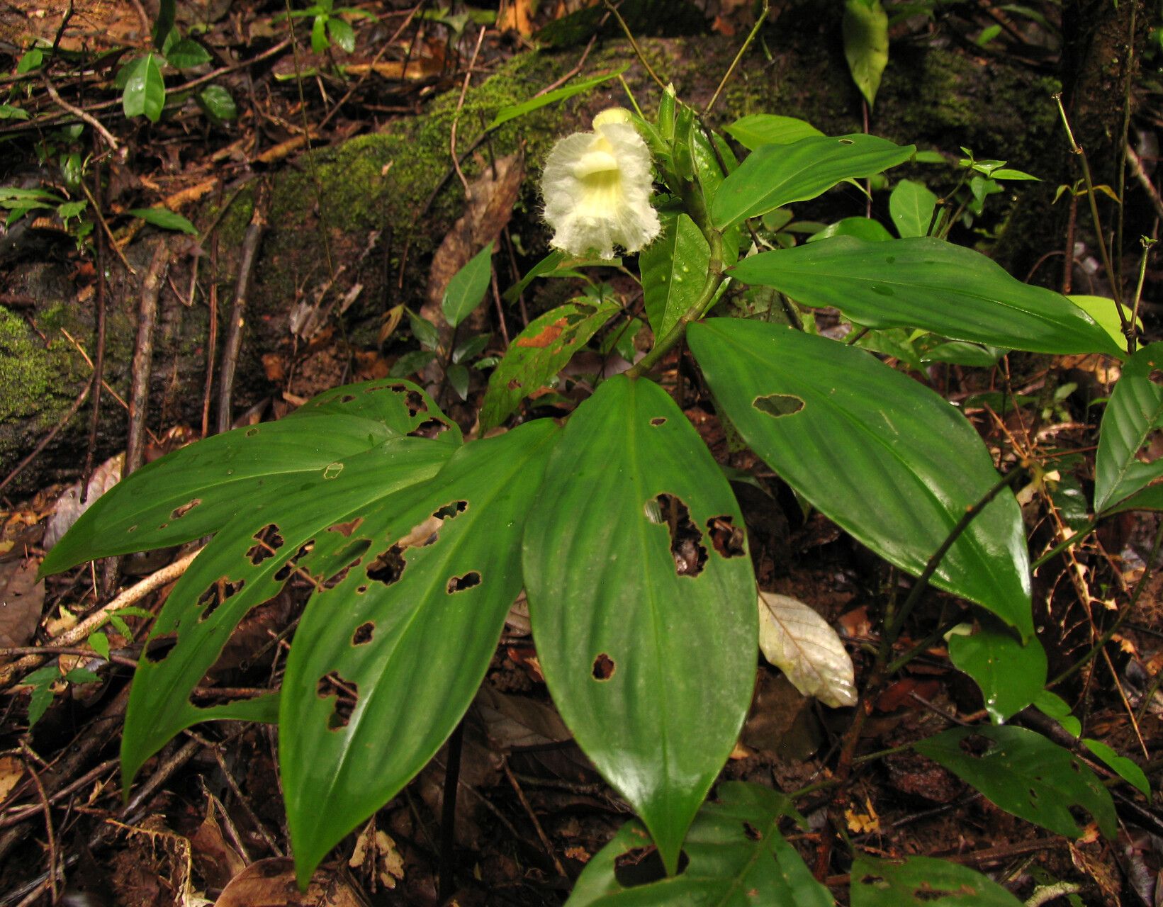Chamaecostus congestiflorus — related species from the same genus